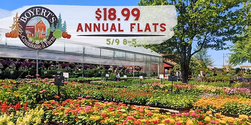 Annual Flowering Flats Sale