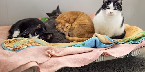 Adult Cat Adoption Fair 