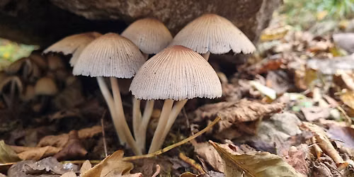 Members Exclusive Fungi Foray