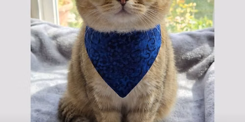 Catober Fest