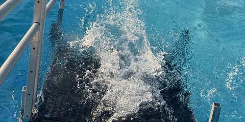 Dock Diving event @Petzones
