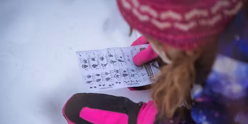 Whose Tracks Are These?