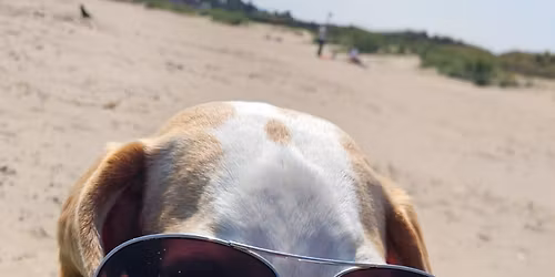 Blaikiewell Animal Sanctuary 8th Annual Fun Dog Show 