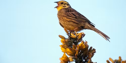 Dawn Chorus and Breakfast