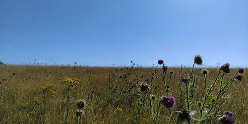 Director\u2019s Walk & Talk: Tasburgh Enclosure