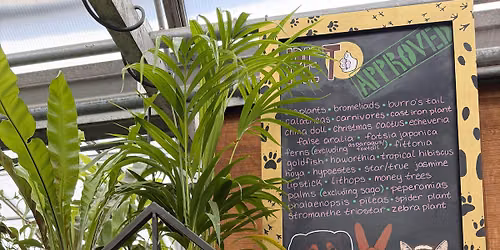 Pet-Friendly Plants