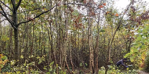 Nature Reserve Work Party - Queenswood - Coppicing