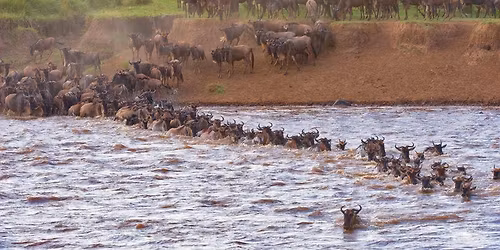 \ud83c\udf3f \ud83c\udf3f WEEKEND ESCAPE TO LAKE NAIVASHA \ud83c\udf3f\u2013 Travel Like a Localite Traveller! \ud83c\udf3f