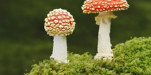 Fingringhoe Fungi