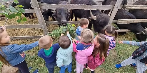 Stresszoldó Bivalysimogató Családi Program - március 15. vasárnap