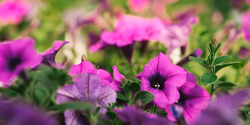 COMPLET - Yoga en fleur