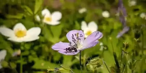 Knowing Native Plants: Late Spring Lovelies