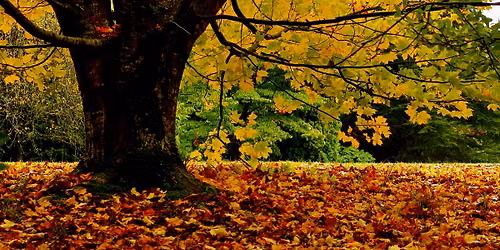 Loss and Grief Tending - Held in Nature