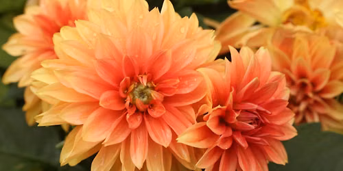 In the Company of Flowers