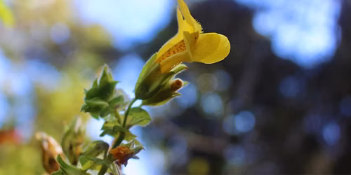 21st Annual Native Plant Sale and Open House