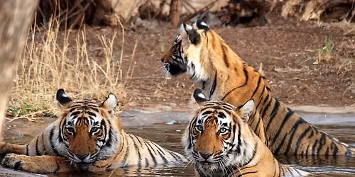 Ranthambore Weekender 