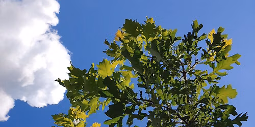 All About Trees