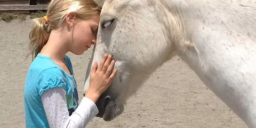 CURIOUS COLTS SUMMER HORSE CAMP