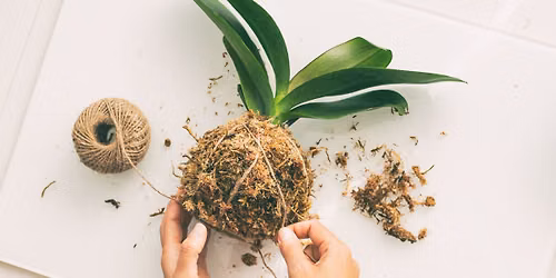 Kokedama Workshop