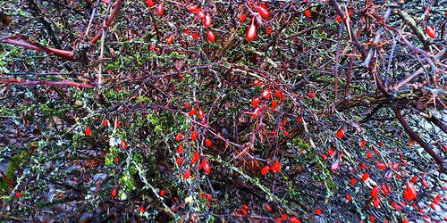 HV Hikers: "Combo Hike" (easy\/difficult)