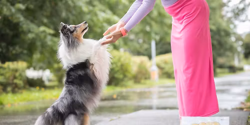 Zkou\u0161ky Rally DogDancing s J\u010cT