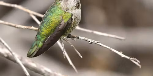 Bird Walk at Grant Park