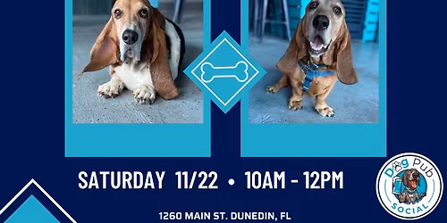 Basset Hound Meetup