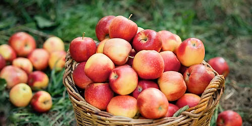 CAB Apple Picking Excursion