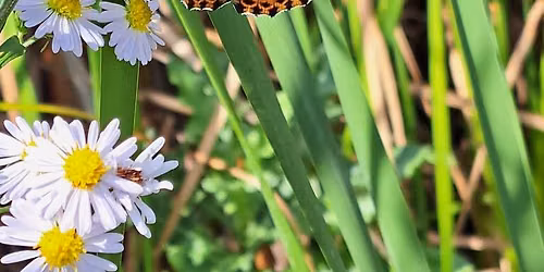 Butterfly Walk and Talk with Butterfly Ridge