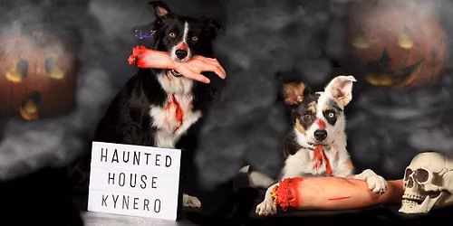 \ud83d\udc7b Haunted Kynero \ud83d\udc7b Dogdance fun wedstrijd