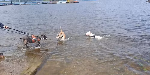 Chasewater Christmas Jumper Walk