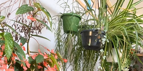 Plant Sale at The Victorian Jungle 6 & 7th June