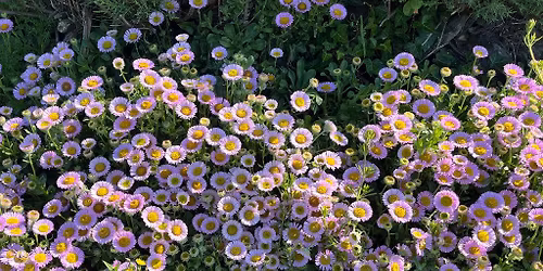 Conscious Connected Breathwork with Lyndsey & Anna