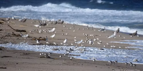 Field Trip: All-Day Trip to the MA Coast