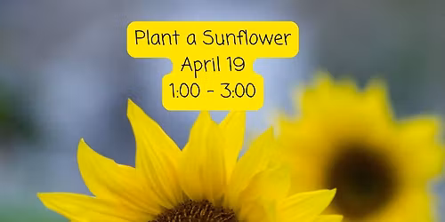 Make & Take Activity:  Plant a Sunflower