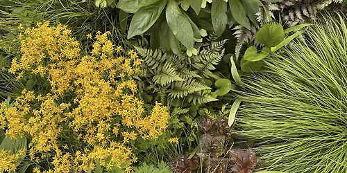 Versatile Plants for a variety of Spaces