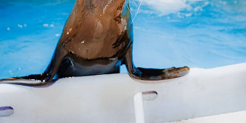Sea Lion Splash