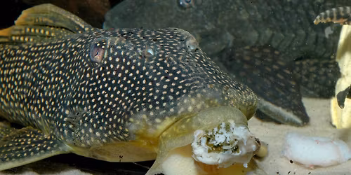 Lieber guter Waswei\u00dfich