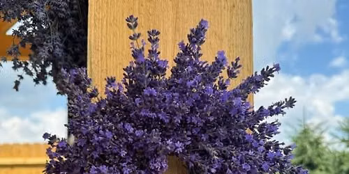 Harvested Beauty: Fresh Lavender Wreaths with Four Suns Farm Lavender 