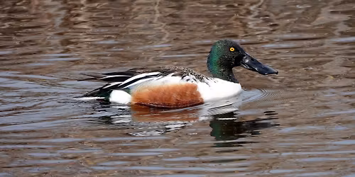 Woodman Pond Waterfowl Field Trip