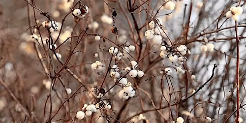 Rediscovering the River Colne - Snowberry bashing at Timberlake
