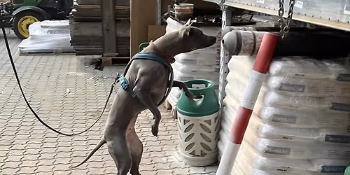 Officiel DKK NW2 konkurrence - Hvals\u00f8 Hundevenner