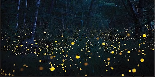 Firefly Walk for Kids