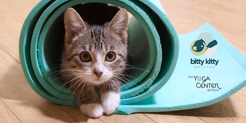 Kitty Yoga