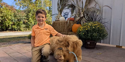 Fall Fest with the Highland Cows!!