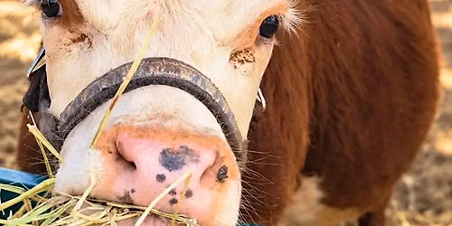 Private Cow Cuddles