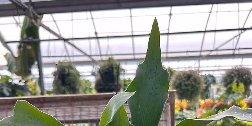 Staghorn Board Workshop