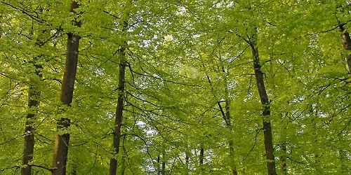 Natur- og kulturhistorisk vandring i B\u00f8keskogen