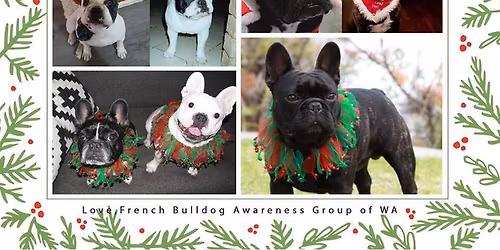 Christmas Bulldog Walk & End of Year Celebration