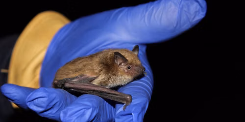 Urban Bats at Cottonwood Creek Preserve